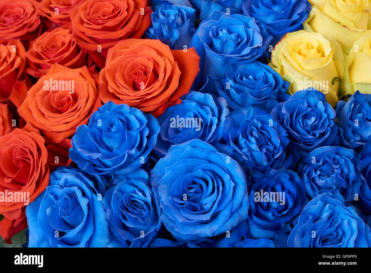 Haufen von blauen, roten und gelben Rosen als Blumen Hintergrund Stockfoto