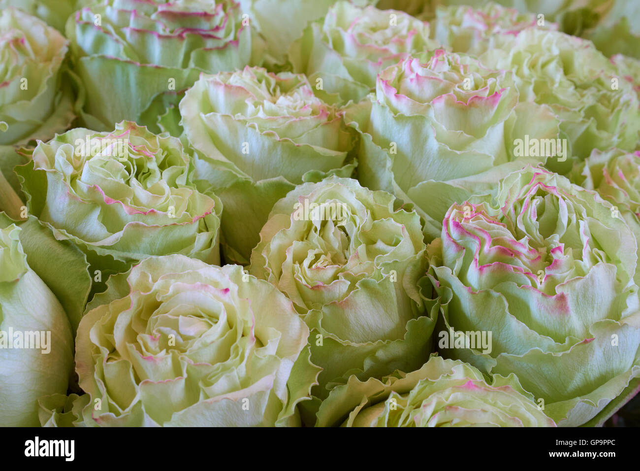 Haufen von grünen Rosen mit rosa Rändern als floraler Hintergrund Stockfoto