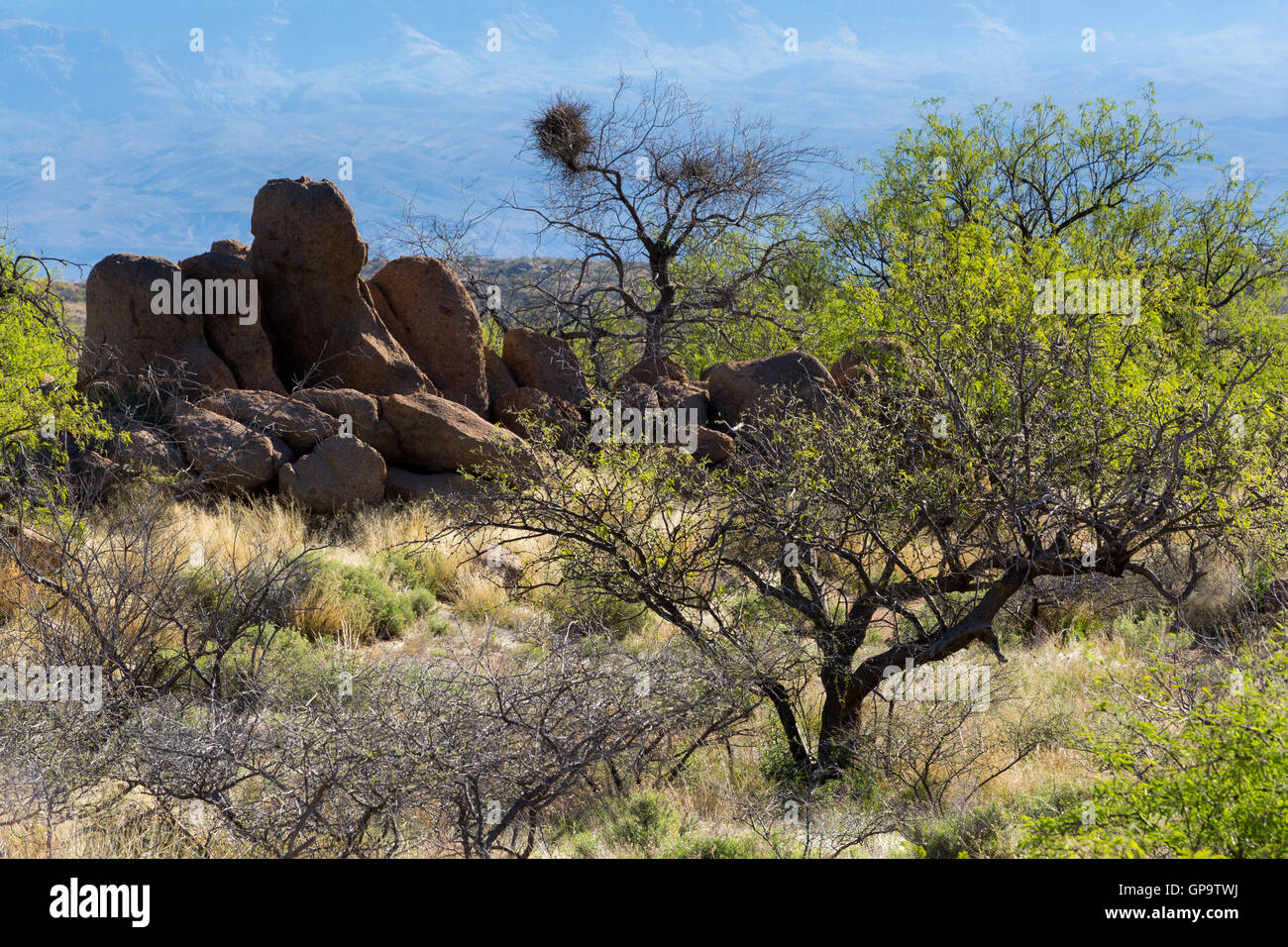 Mesquite Bäume wachsen in der Nähe von Felsbrocken in der hohen Wüste Wiesen nördlich von Oracle. Arizona Stockfoto