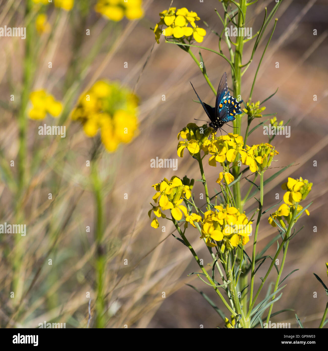 Ein Pipevine Schwalbenschwanz Schmetterling in einem Feld von Dünen Mauerblümchen auf dem Arizona-Trail Surfen. Arizona Stockfoto