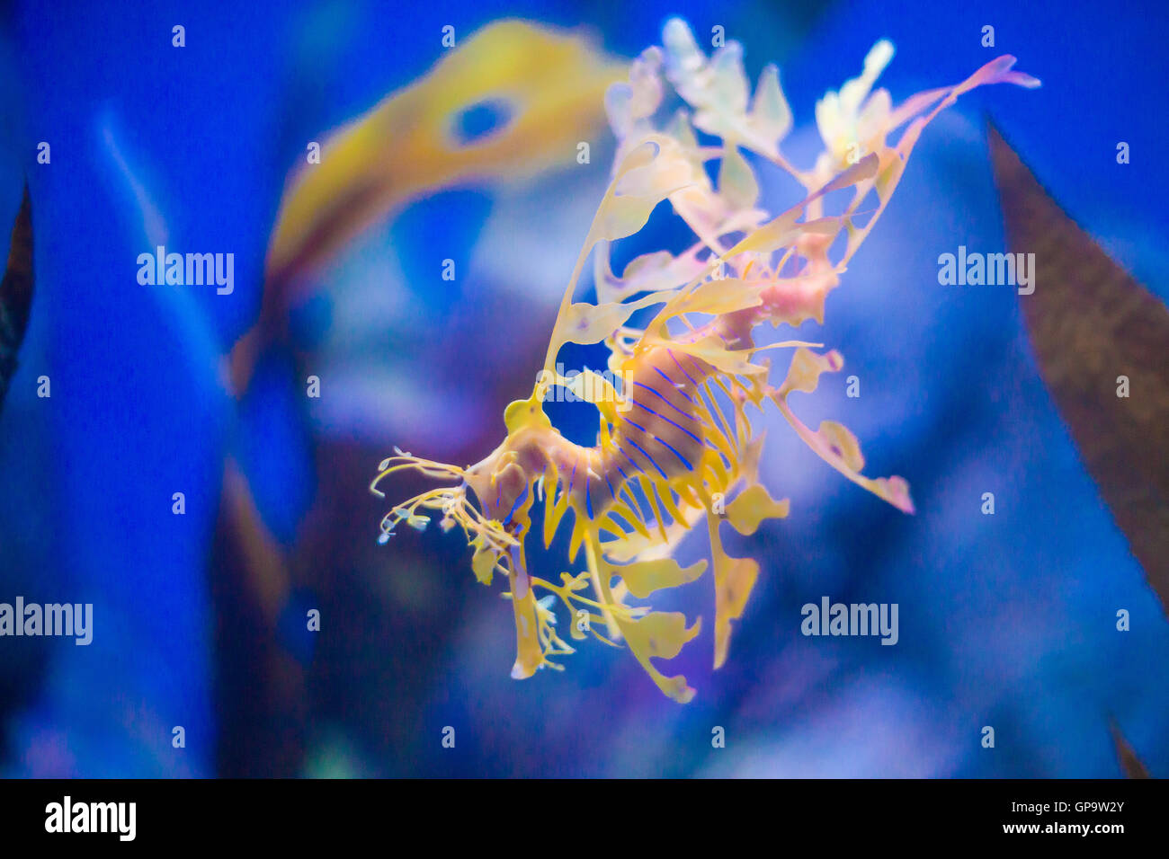 Wunderschöne Seepferdchen unter Unkraut. Blauer Hintergrund Stockfoto