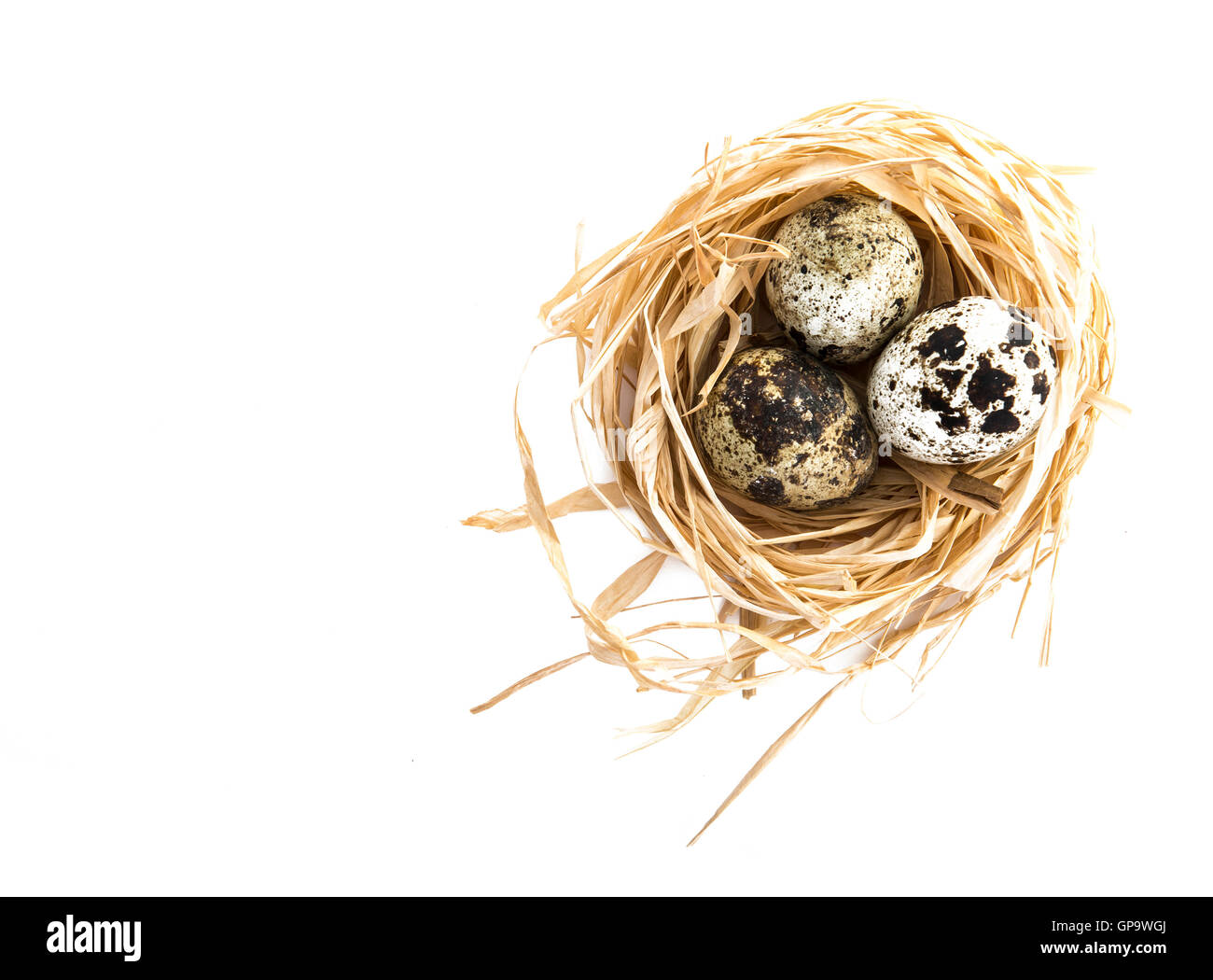 Drei Wachteleier im Nest auf weißem Hintergrund mit Textfreiraum Stockfoto