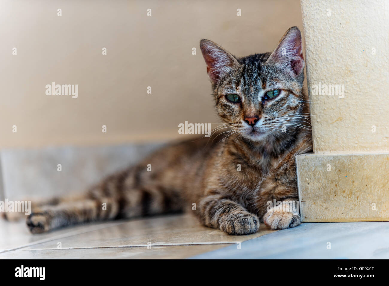 Böse Wildkatze aus Kreta, Griechenland Stockfoto