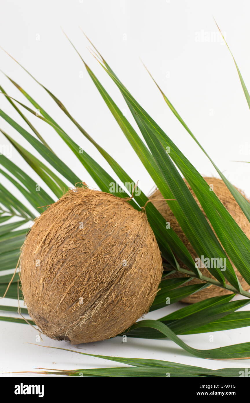 Ganze Kokosnüsse auf Kokosnuss lässt auf weißem Hintergrund Stockfoto