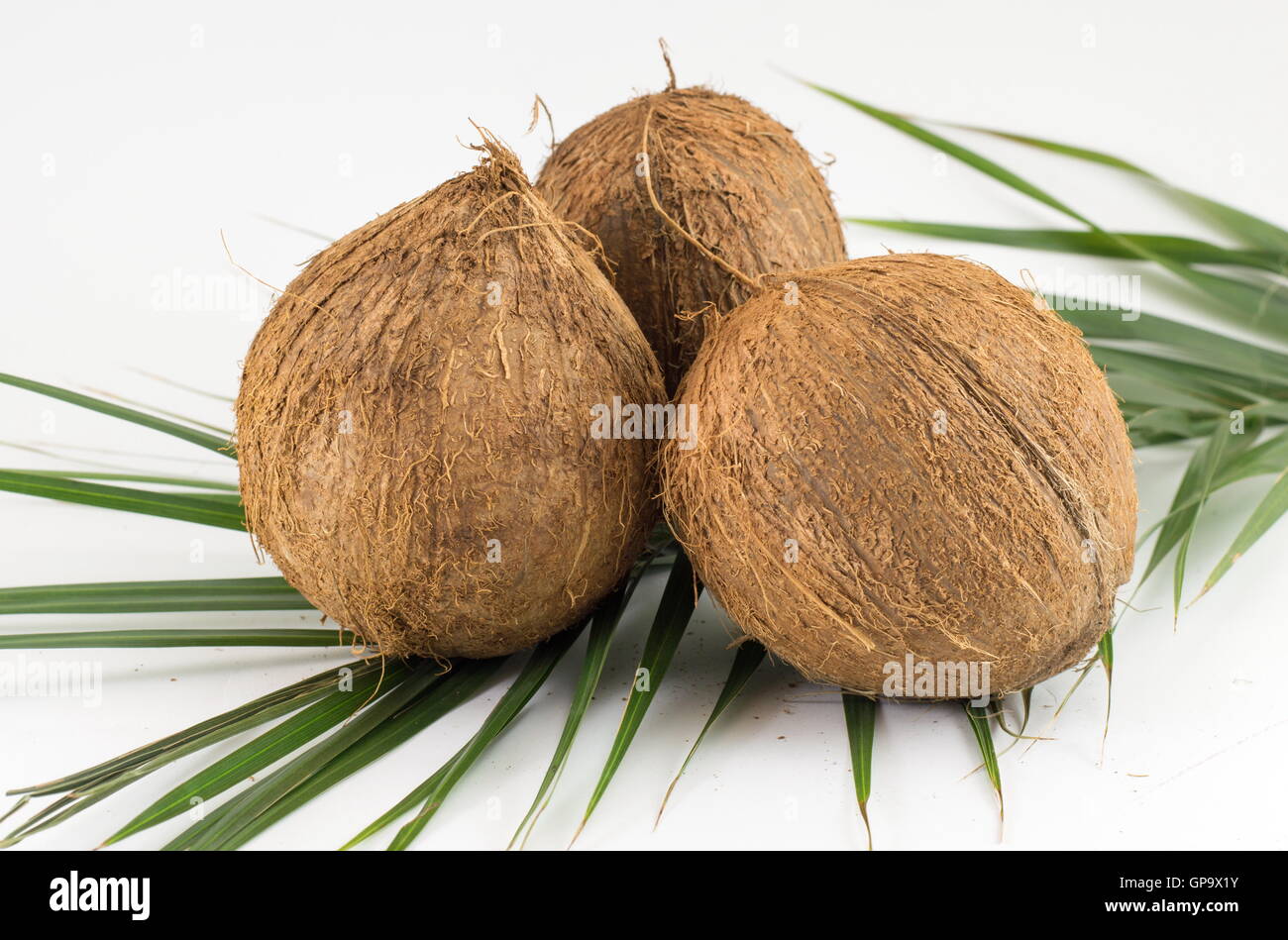 Ganze Kokosnüsse auf Kokosnuss lässt auf weißem Hintergrund Stockfoto