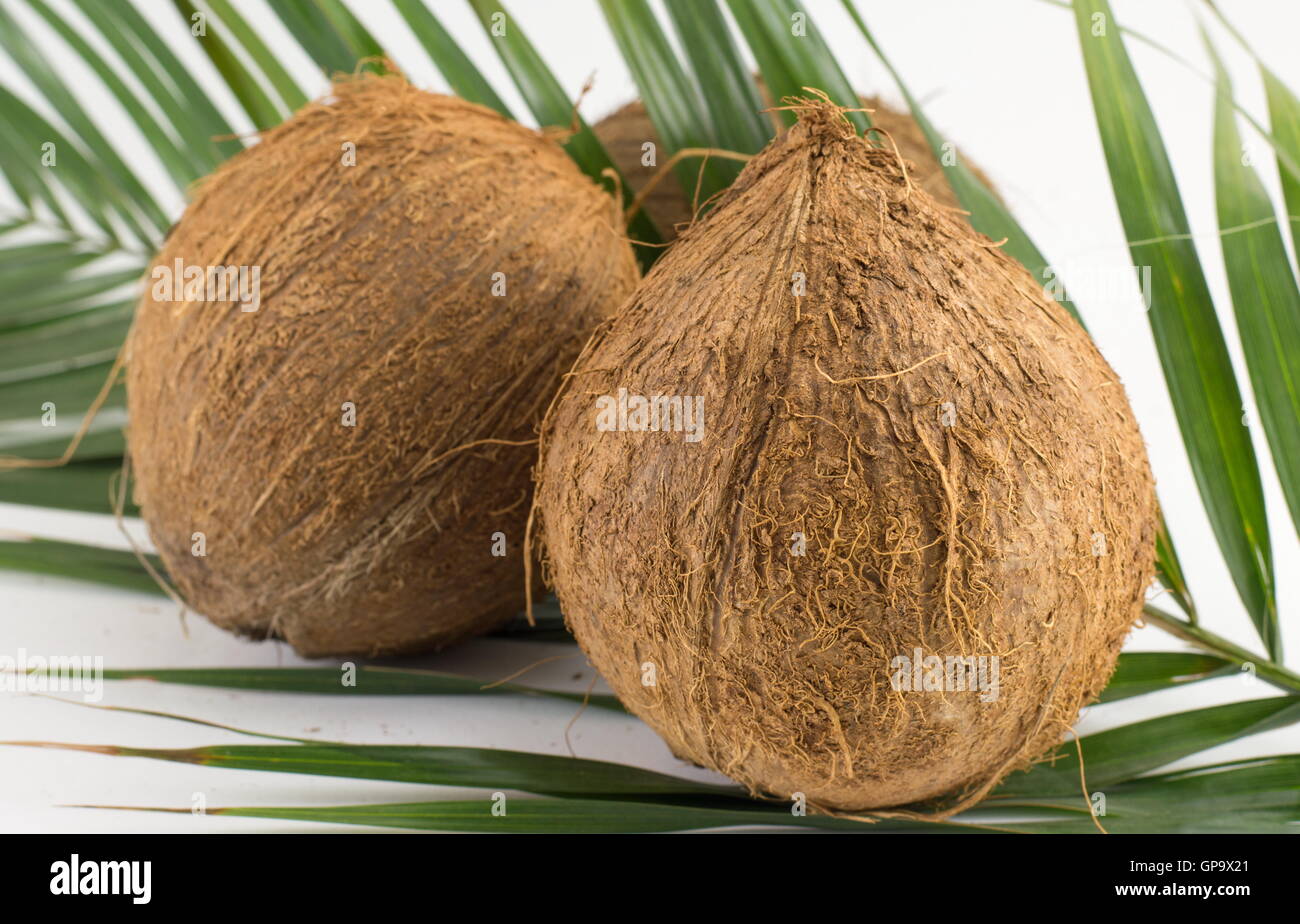 Ganze Kokosnüsse auf Kokosnuss lässt auf weißem Hintergrund Stockfoto
