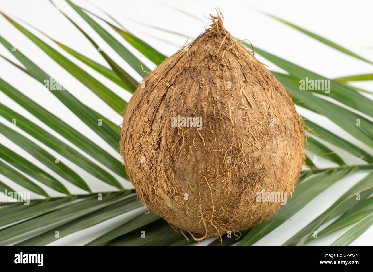 Ganze Kokosnuss auf Kokosnuss lässt auf weißem Hintergrund Stockfoto