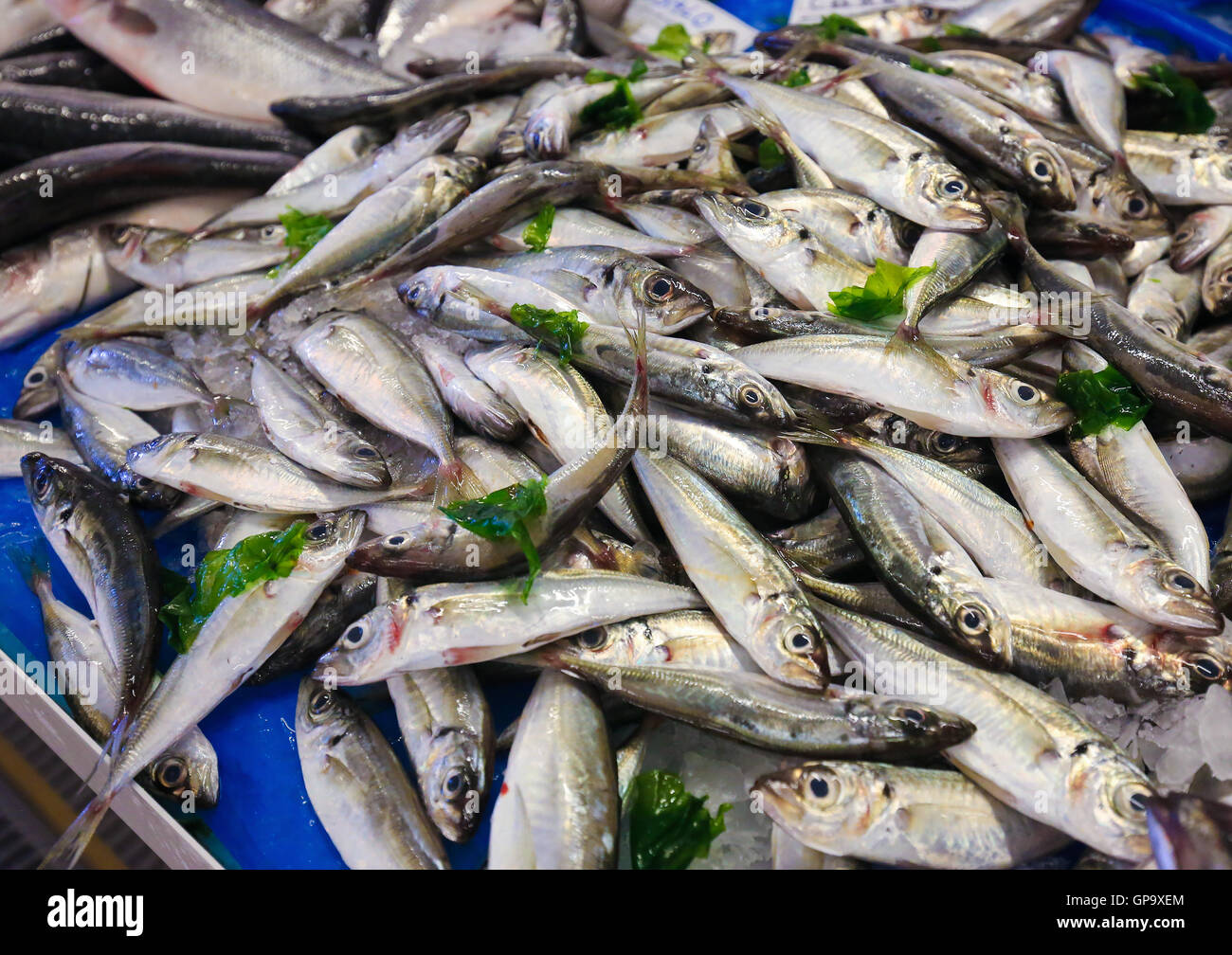 Auswahl an frischen Sardinen auf dem Fischmarkt in Centro Costa Nova, Aveiro, Portugal Stockfoto