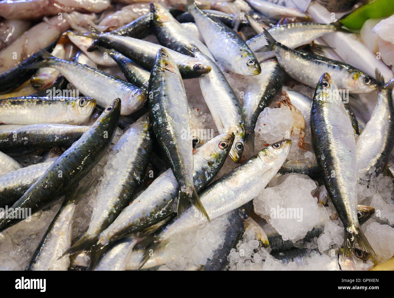 Auswahl an frischen Sardinen auf dem Fischmarkt in Centro Costa Nova, Aveiro, Portugal Stockfoto