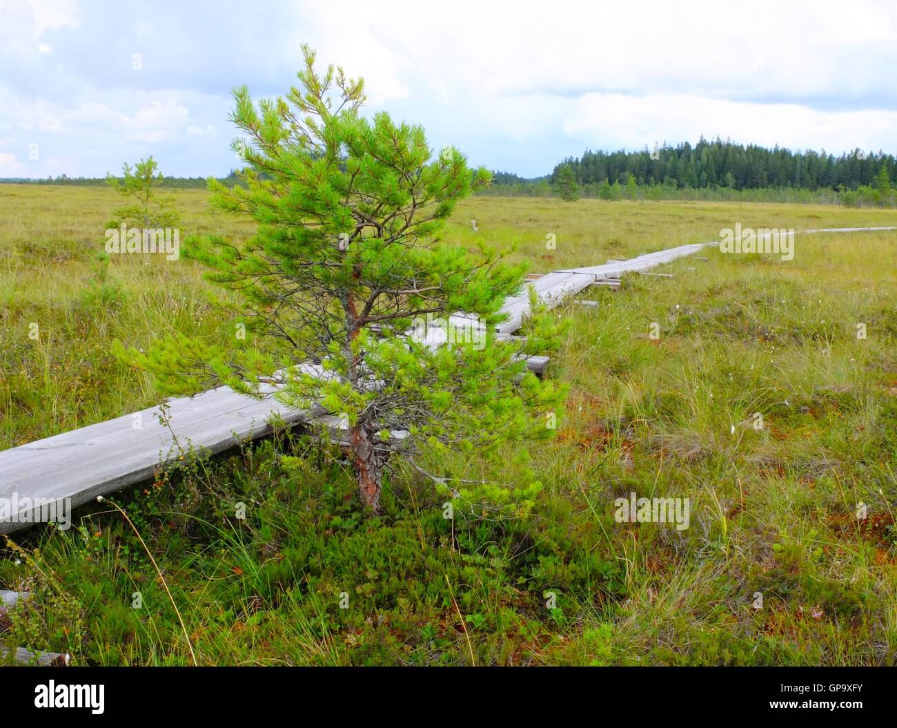 Holzsteg am Nationalpark Torronsuo, Finnland Stockfoto