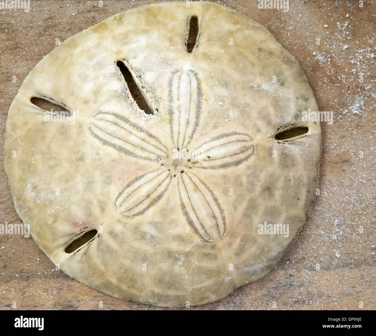 Sand Dollar von den Stränden von Amelia Island Stockfoto