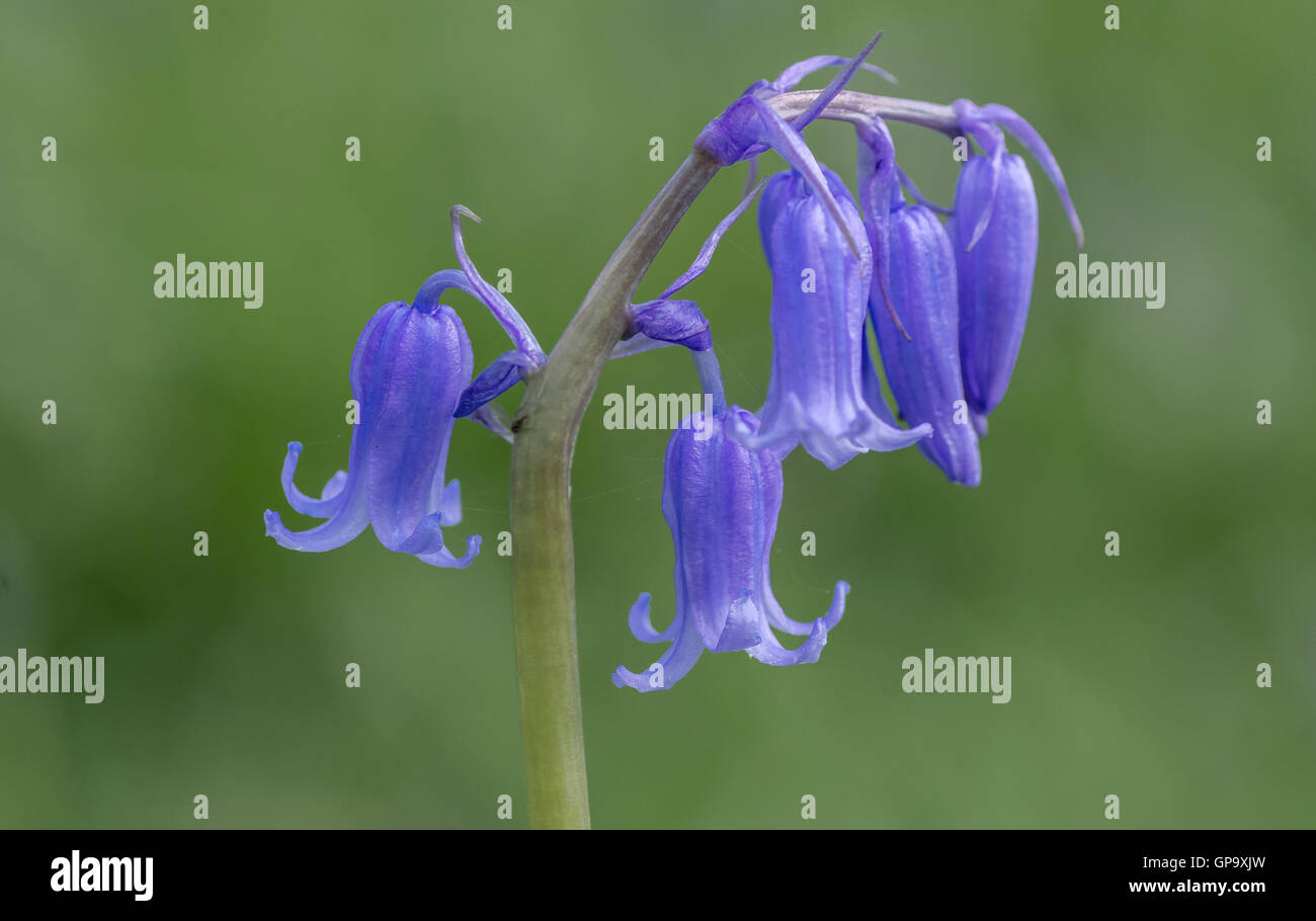 Bluebell leitet Hyacinthoides non-Scripta vor grünem Hintergrund Stockfoto