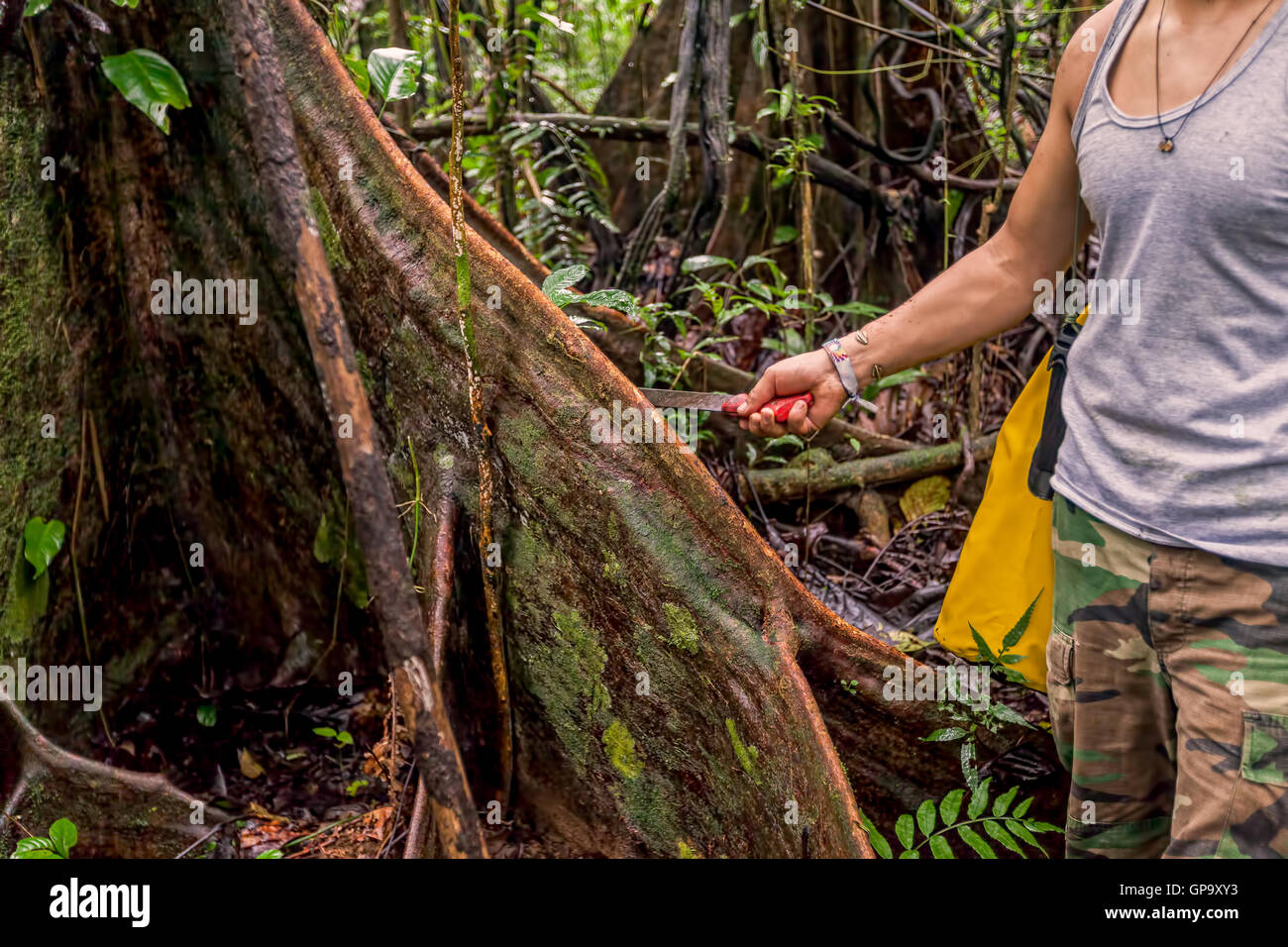 Entwaldung Umweltproblem, Regenwald zerstört für Ölpalmen-Plantagen, Cuyabeno Wildlife Reserve, Ecuador Stockfoto