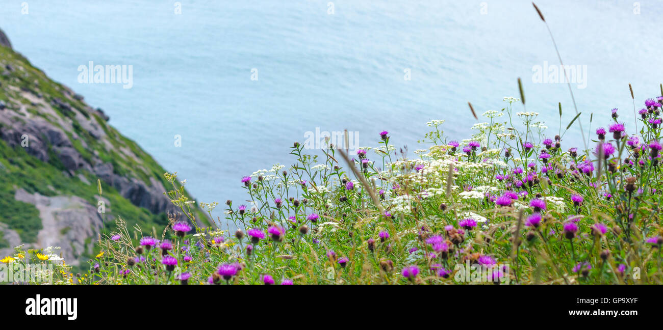 Wildblumen wachsen in Feldern an steilen Hängen in der Nähe von hohen Klippen auf Signal Hill an einem Sommertag. Stockfoto