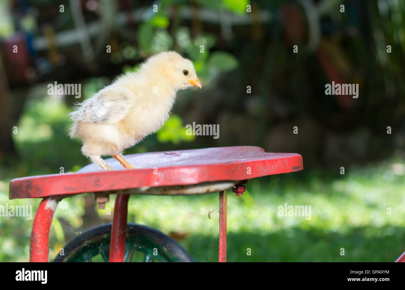 Kleines Huhn stehend auf Spielzeug Fahrradsitz Stockfoto
