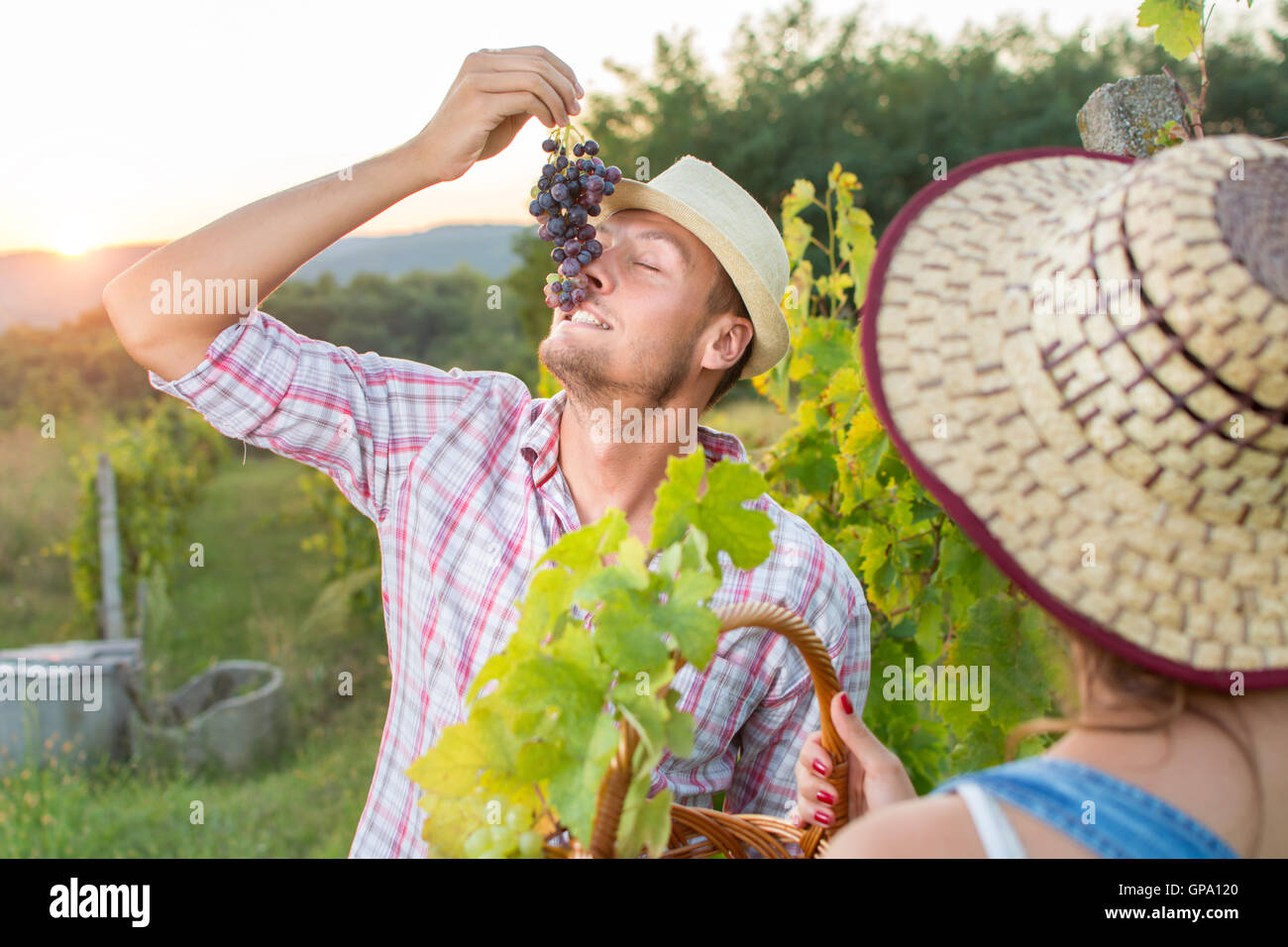 Junglandwirt genießen frische Trauben im Weinberg Stockfoto