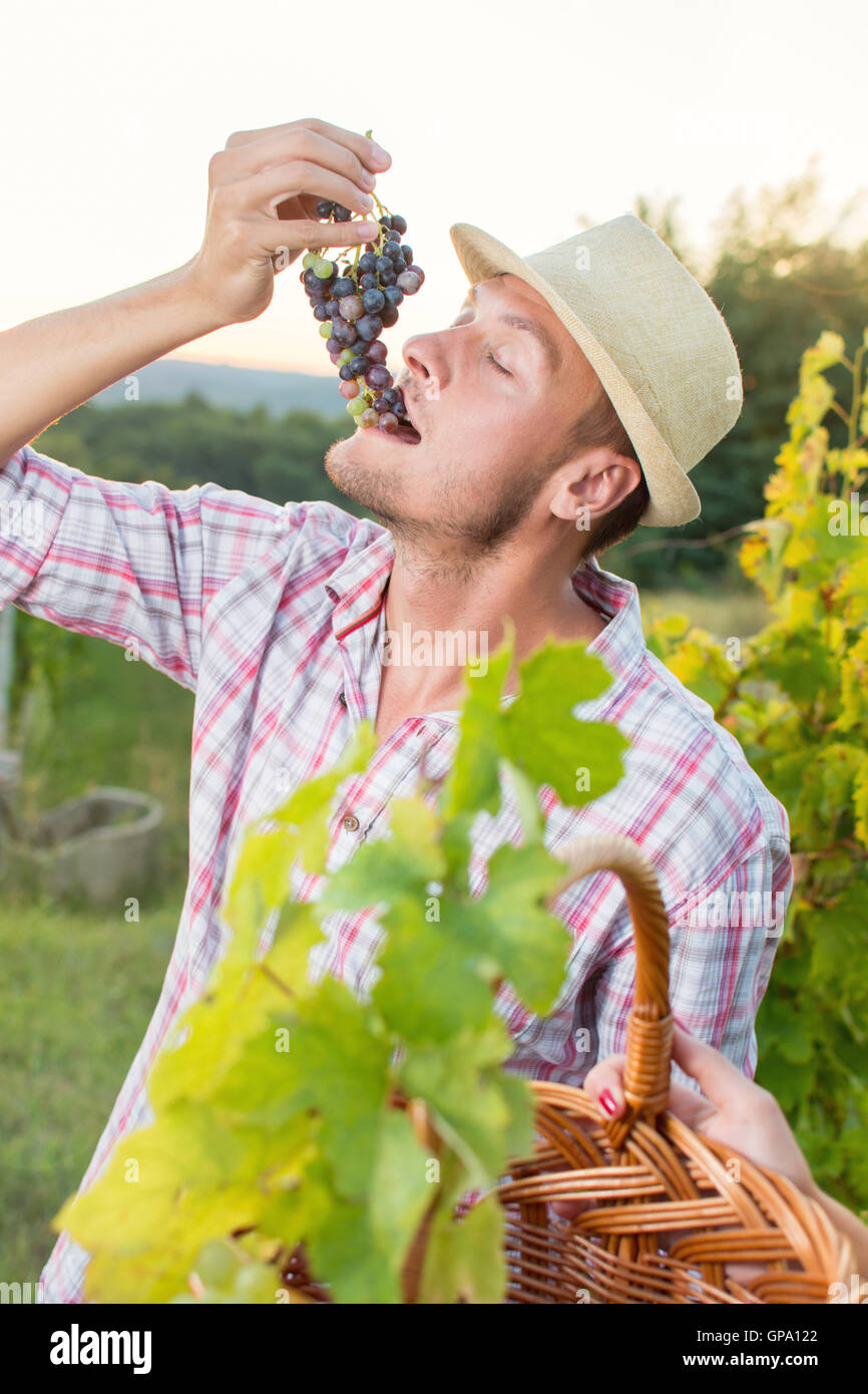 Junglandwirt genießen frische Trauben im Weinberg Stockfoto