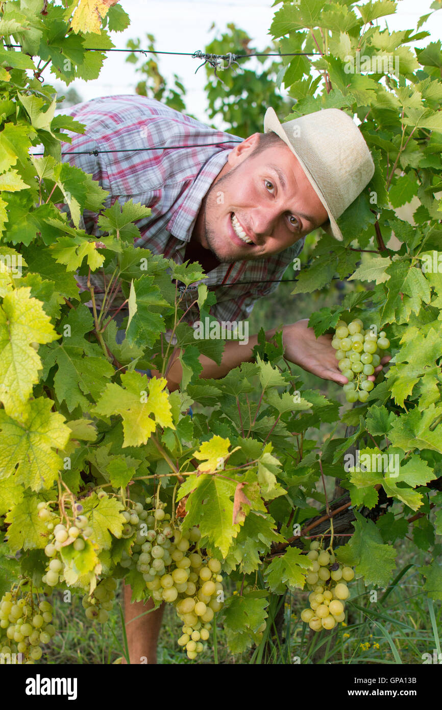 Glücklich lächelnd in die Trauben Reihen Bauer Stockfoto