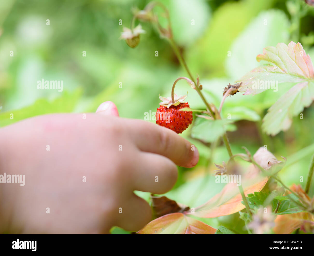 Kleine Kinderhand Abholung Erdbeere am Wald Stockfoto