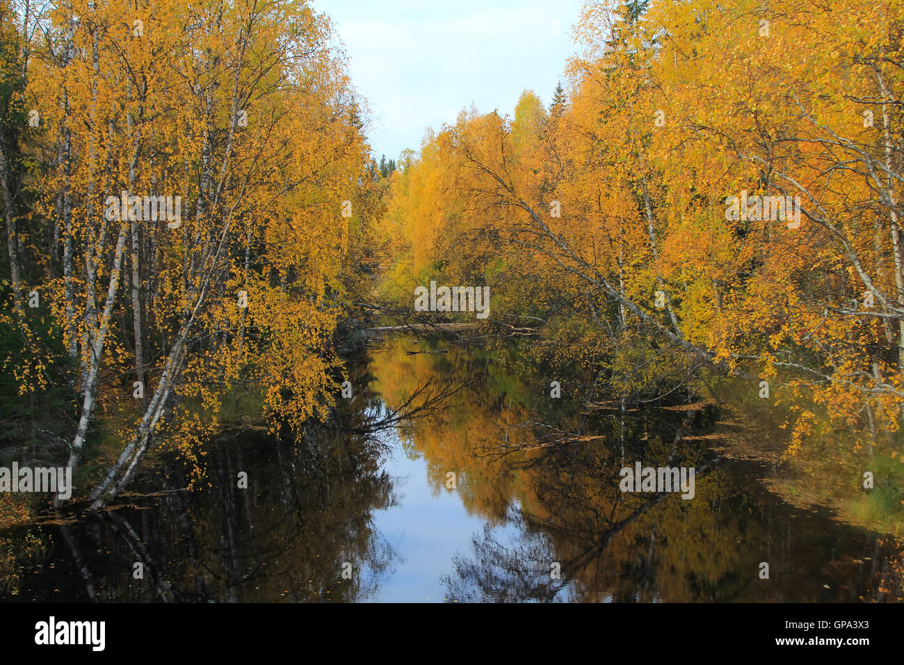 Bergfluss mit Stromschnellen im Herbst Blätter auf dem Wasser schweben. Herbstlichen Wald. Stockfoto