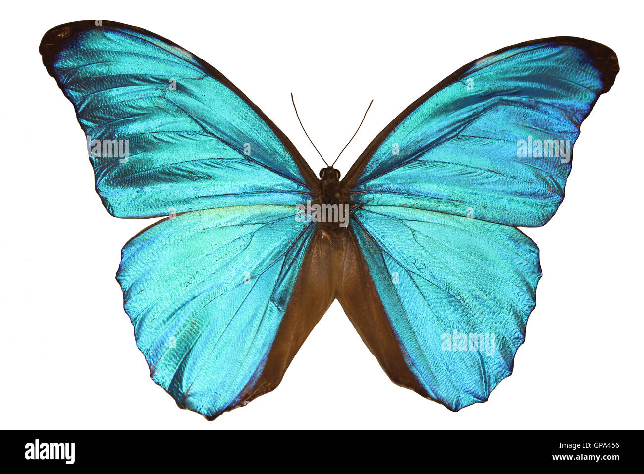 Blauen Morpho Menelaus SSP Schmetterling Ausschnitt Stockfoto