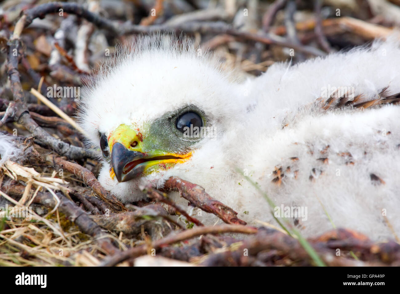 Porträt von weiße flauschige Küken, Rough-legged Buzzard im Nest. Nowaja Semlja-Archipel, close-up Stockfoto