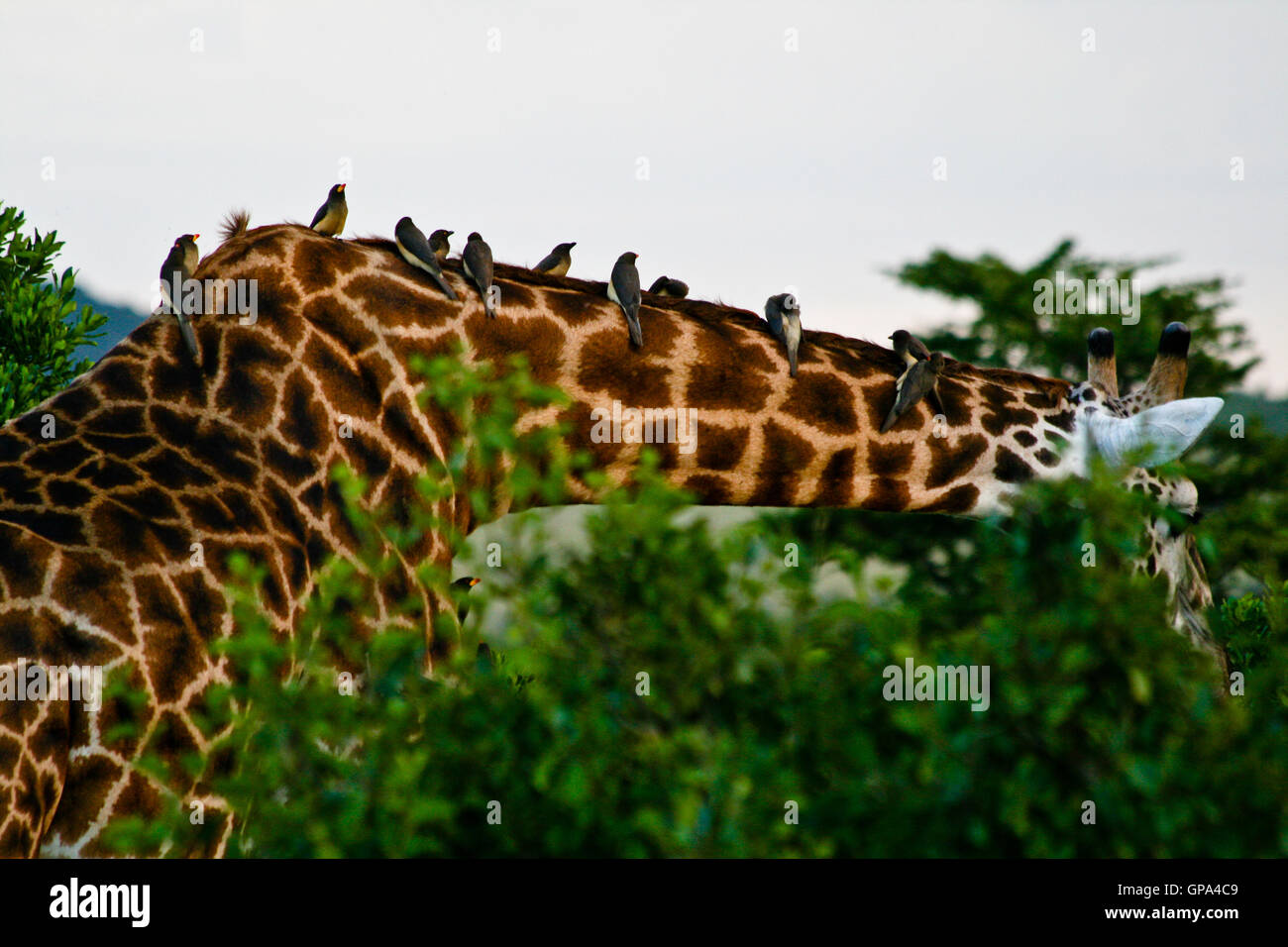 Giraffen und Vögel während einer Safari-tour Stockfoto
