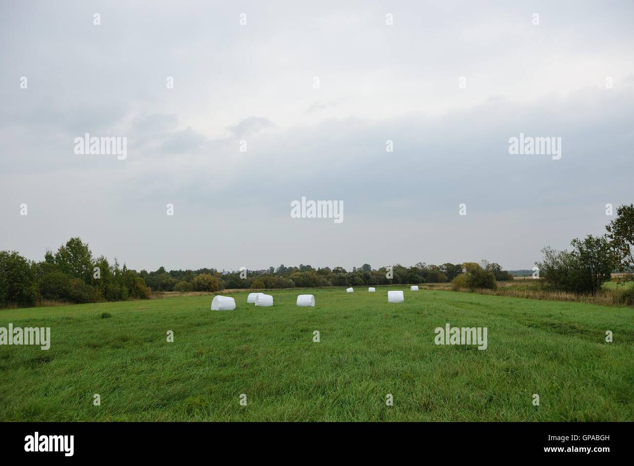 Original und seltsame Landschaft mit Grass verpackt in Ballen aus Polyethylen gefertigt. Stockfoto