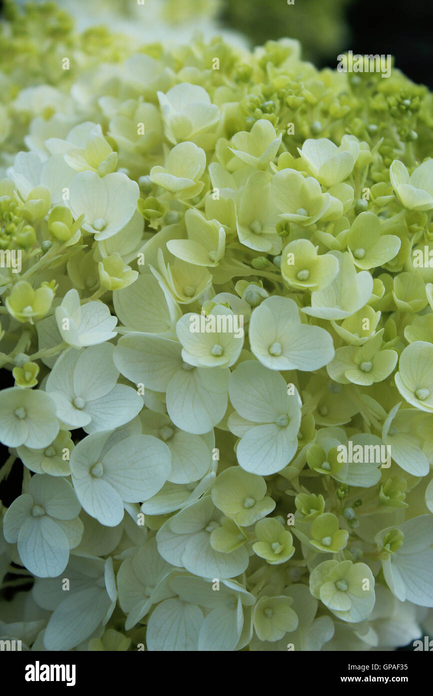 Kleine weiße Blüten, Elfenbein Blumen, Schneeball Stockfoto