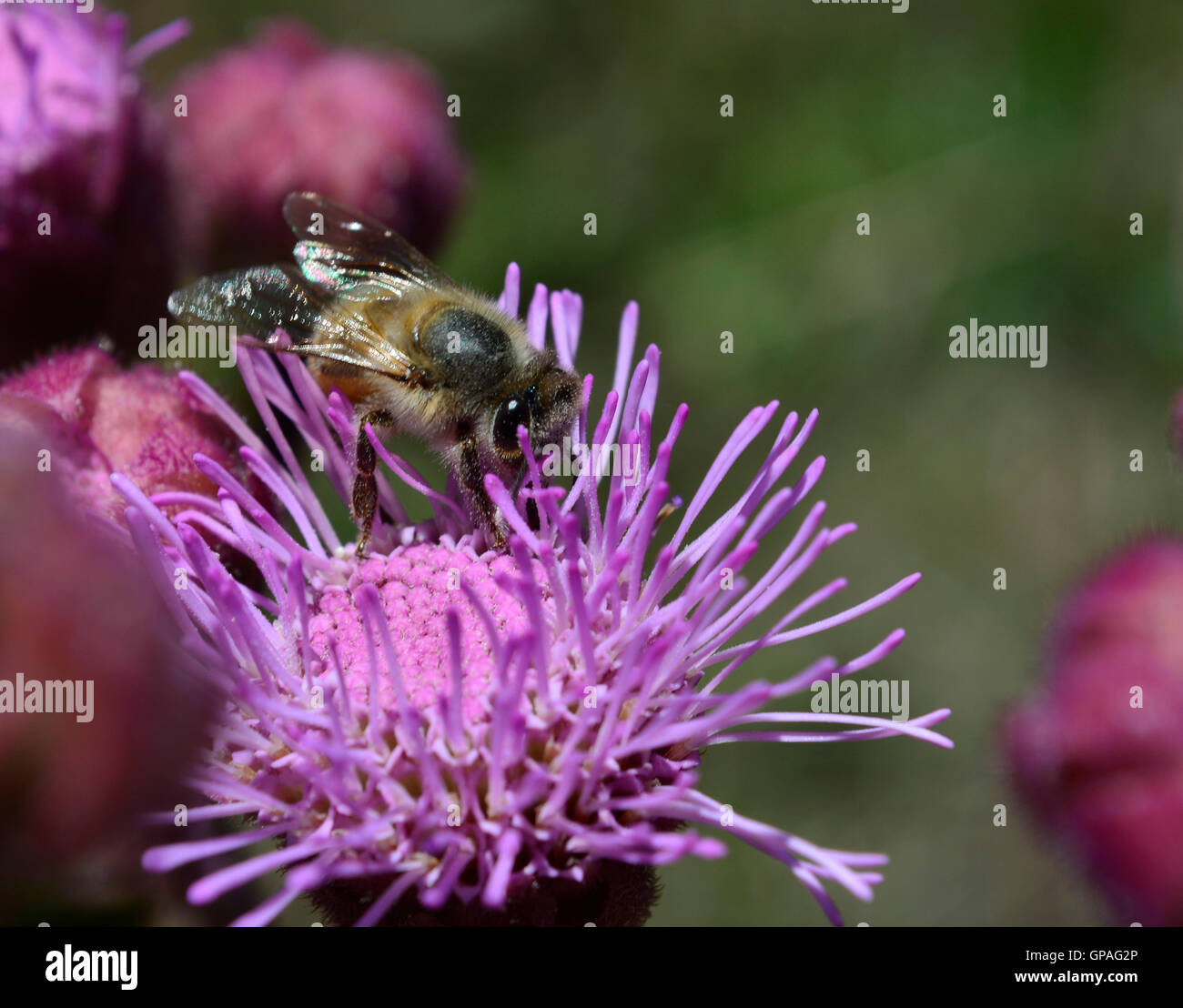 Makroaufnahme einer hart arbeitenden wilde Honigbiene sammeln von Pollen und Nektar in einer wilden Blume rosa lila POM hautnah. Arbeitsbiene. Stockfoto