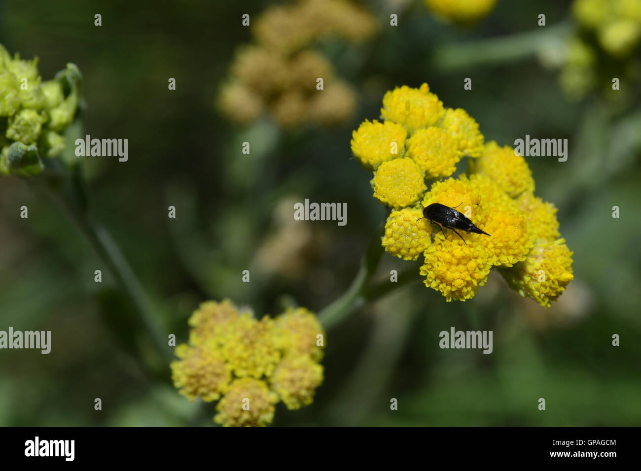 Kleines schwarzes Insekt auf Cluster gelbe Blüten auf einem weichen grünen Hintergrund. Stockfoto