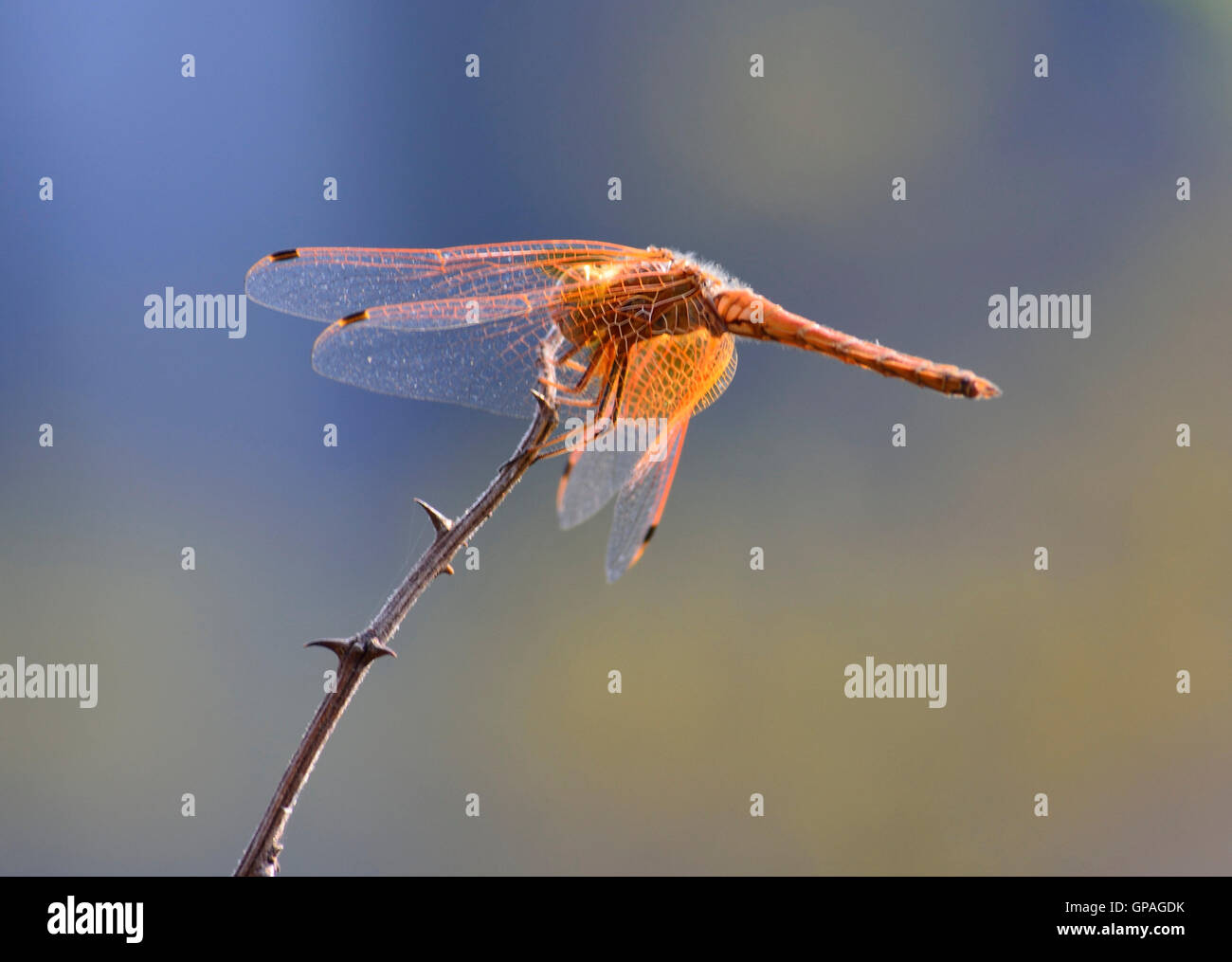 Rot geäderten Dropwing Libelle Trithemis Arteriosa vor einem weichen cremigen blau und gelb Hintergrund ruht auf einer Akazie-Zweig. Stockfoto