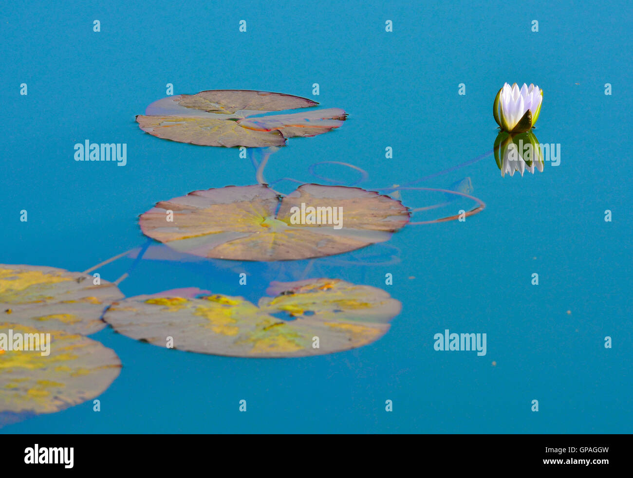 Seerose mit großen, grünen Blätter auf Himmelblau Teich mit starken Gegenwartsgesellschaft. Schöne ruhige Wasser spiegelt den Himmel und Lilie Stockfoto