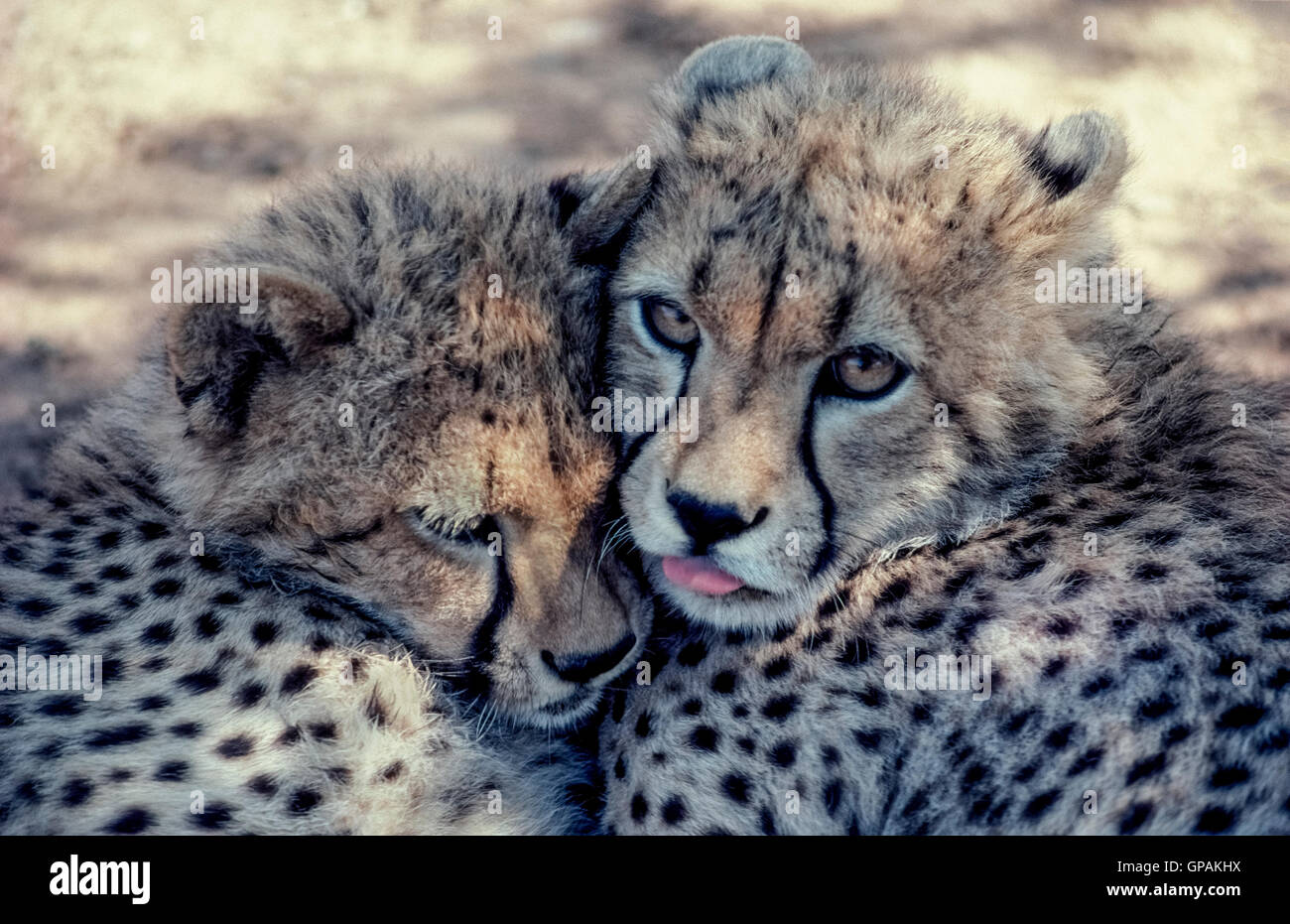 Zwei süße junge Geparden jungen kuscheln im Schatten der grünen Baum in Zululand, Südafrika. Geparden (Acinonyx Jubatus) sind leicht an einer gefleckten Fell und schwarze Träne-ähnliche Streifen auf dem Gesicht erkennen. Stockfoto