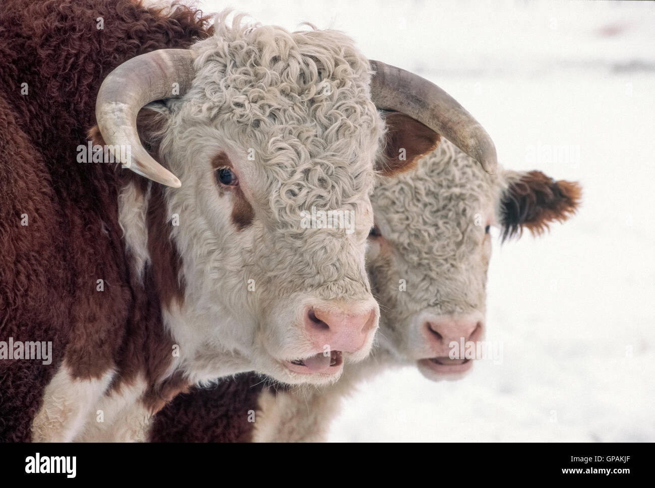 Lockiges Haar weiß markiert die hübschen Gesichter der Hereford-Rinder, eine historische und beliebte Rasse der Rinder, die in Herefordshire in Großbritannien in den frühen 1700er Jahren entstanden. Diese gehörnten Stier und Kuh Begleiter sind mit dicken Wintermäntel gesehen, während der Nahrungssuche auf einer Ranch in Wyoming, USA ausgelöst wird. Stockfoto