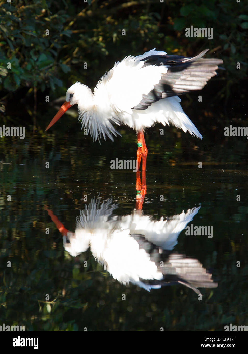 Storch im Wasser Stockfoto