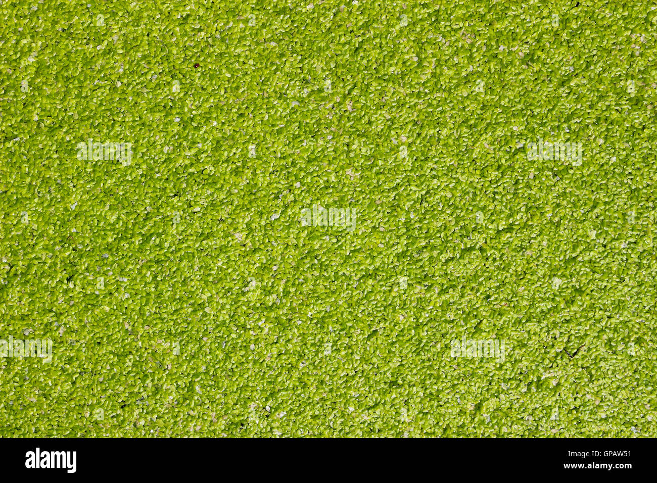 Farn azolla -Fotos und -Bildmaterial in hoher Auflsung  Alamy