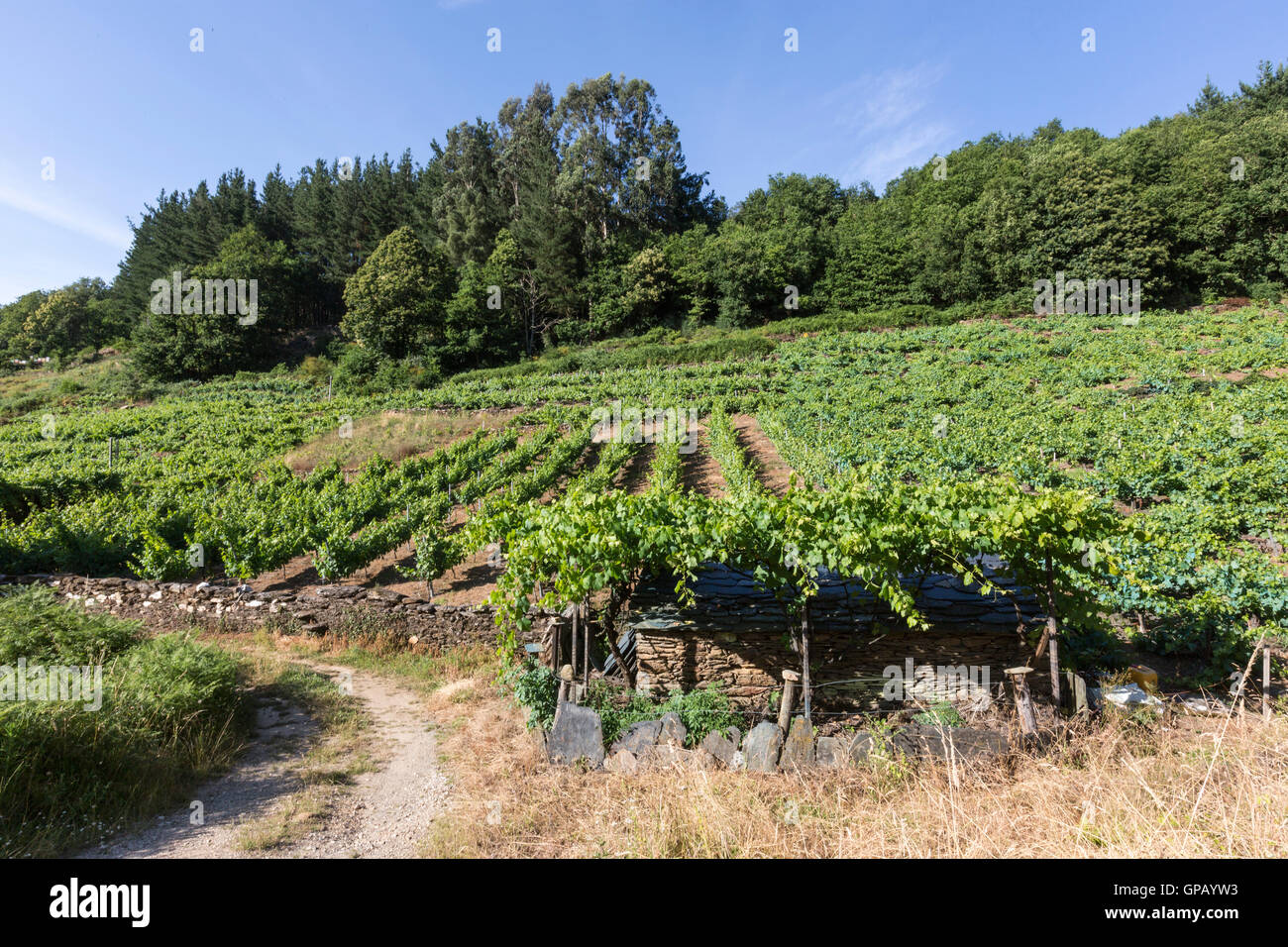 Trauben von Ribera Sacra tun in Miño Fluss Paradela, Provinz Lugo, Galicien, Spanien Stockfoto