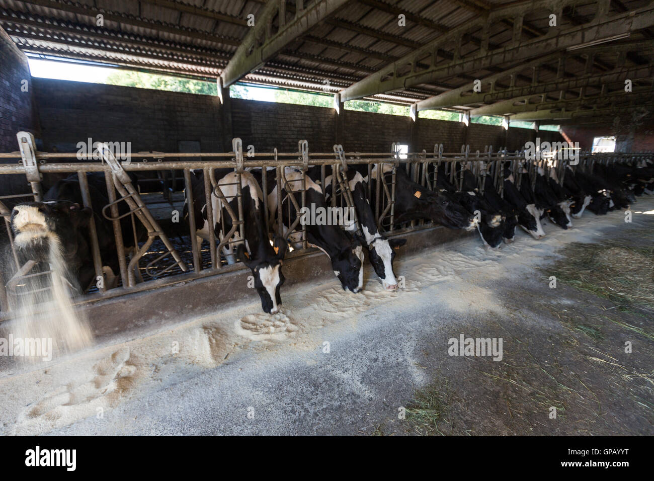 Milchkühe im feed Zeile in das ländliche Dorf von Rios, Paradela, Provinz Lugo, Galicien, Spanien Stockfoto