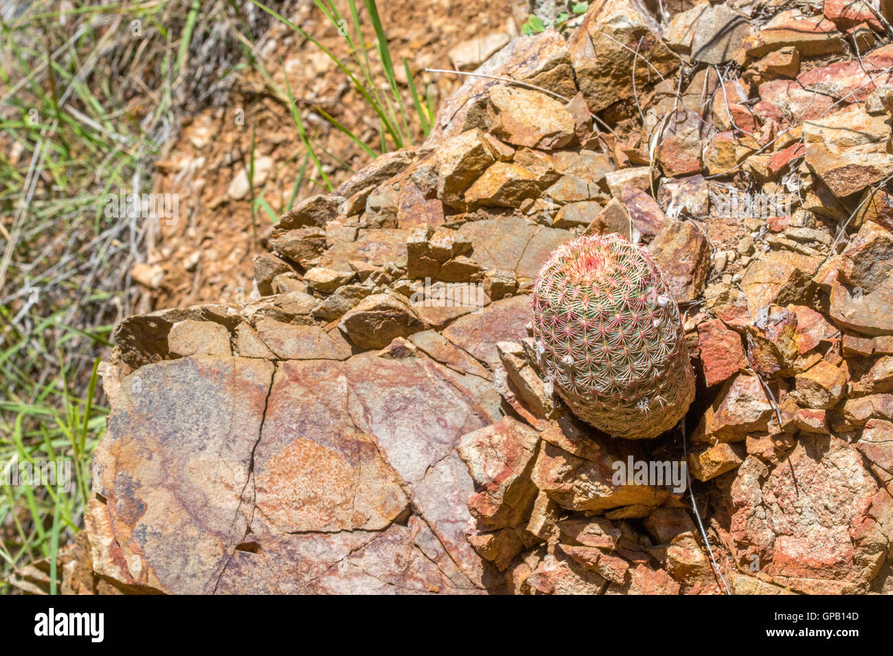 Arizona Rainbow Kakteen Echinocereus Rigidissimus Santa Rita Mountains, Arizona, USA 28 August Pflanze Cact Stockfoto