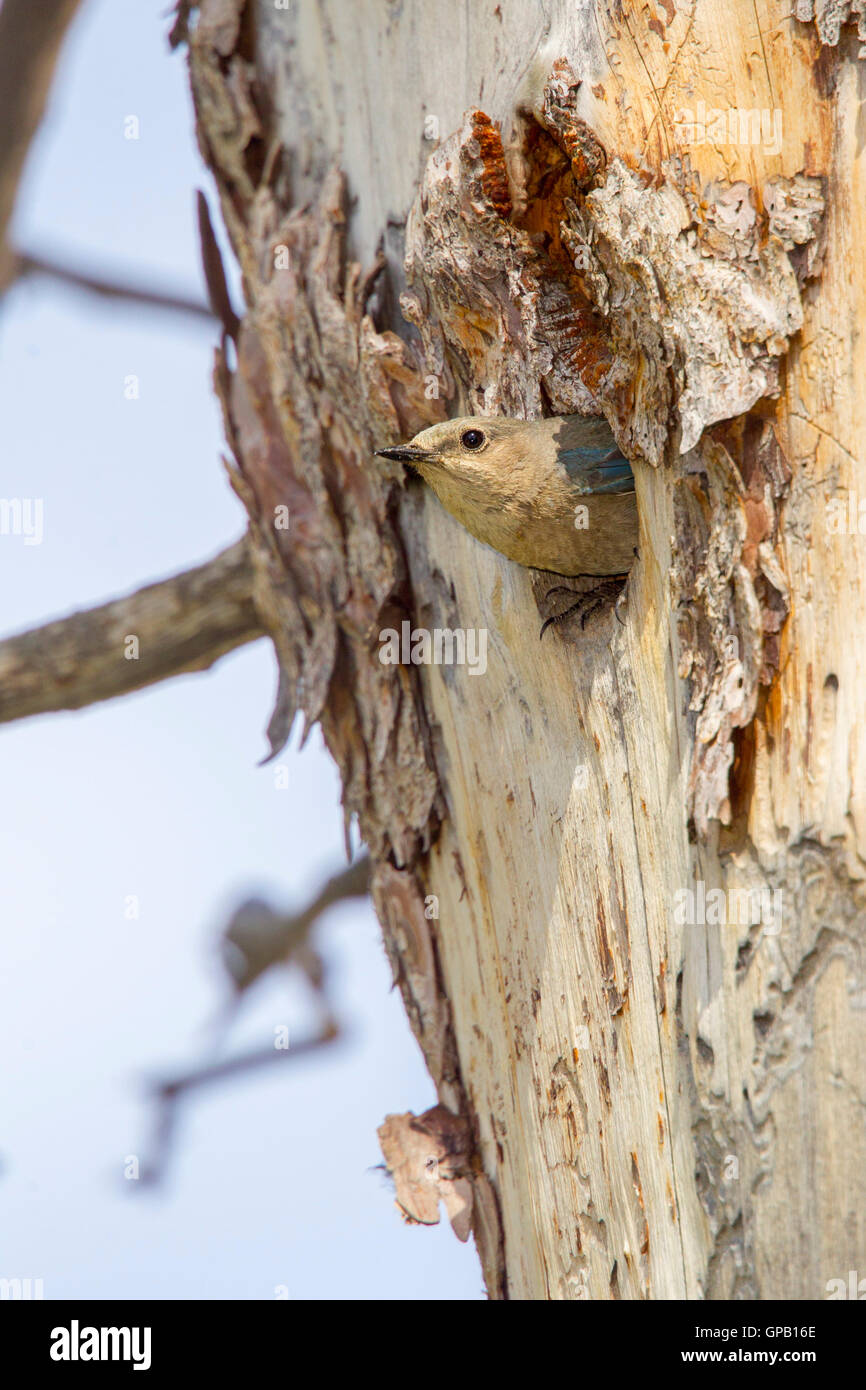 Bluebird Mountain Sialia Currucoides Cedar Breaks National Monument, Utah, USA 9 Juli Erwachsenen weiblichen am nest Loch. Stockfoto