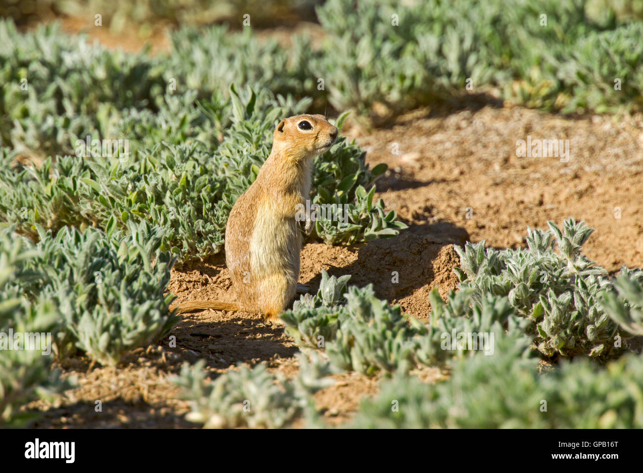 Mollis Piute-Ziesel-Urocitellus 30 Meilen südlich von Beaver, Utah, Vereinigte Staaten von Amerika 5. Juli 2016 Erwachsenen Rodentia Stockfoto