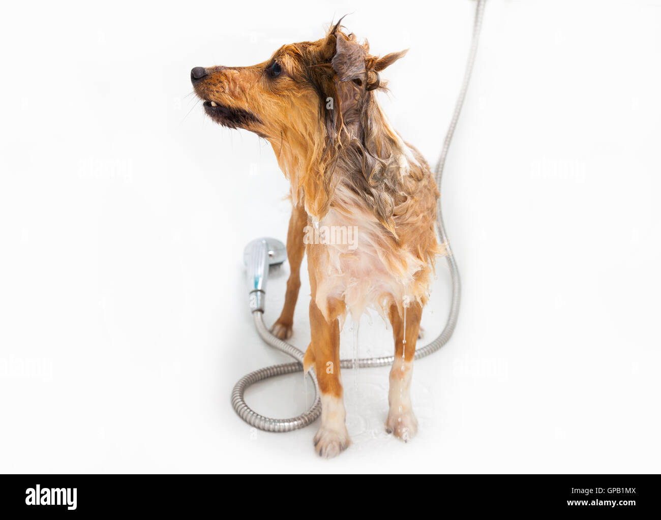Shetland Sheepdog unter Dusche Stockfoto
