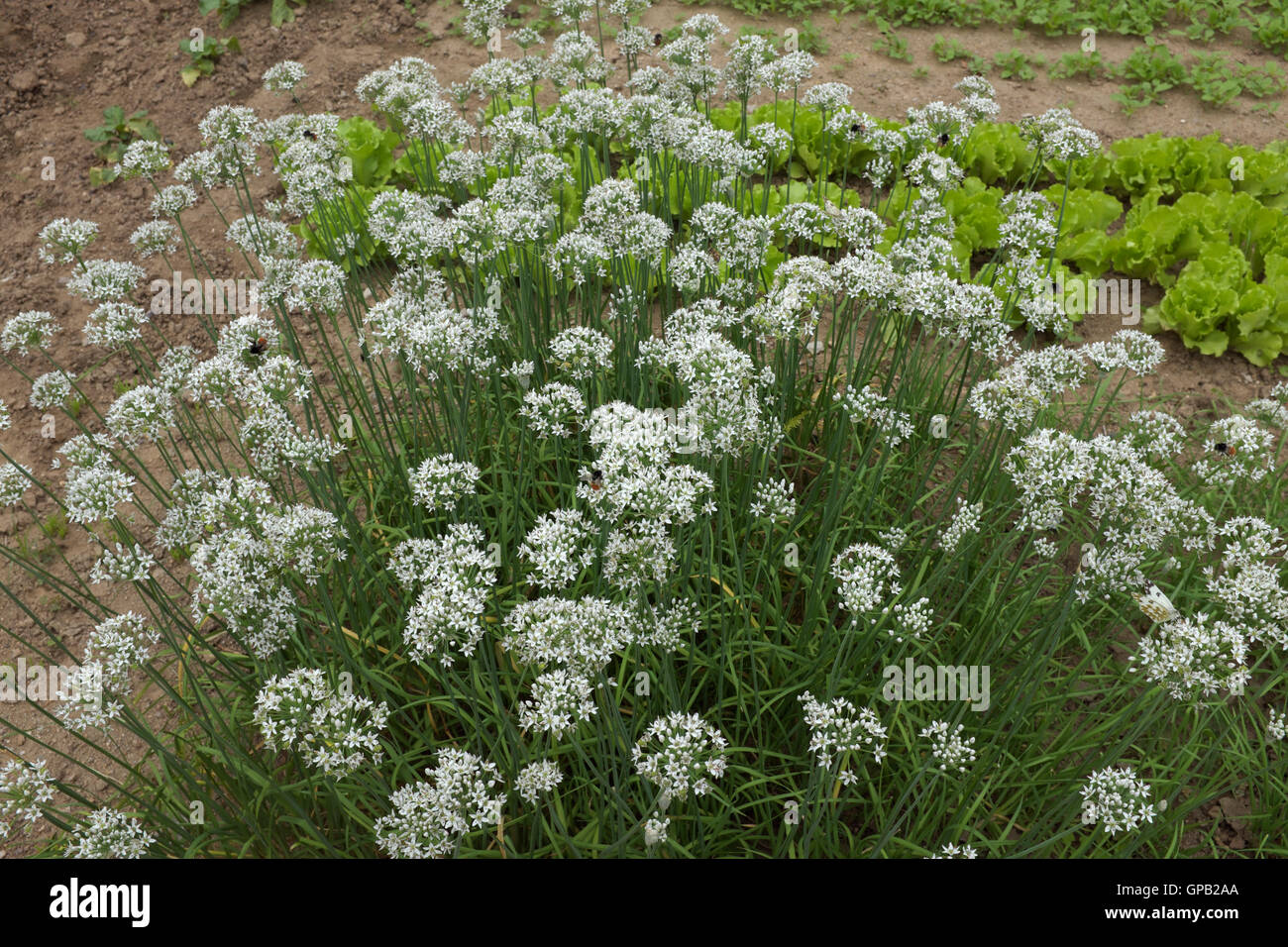 Blüten duftend geblüht Knoblauch oder chinesischem Schnittlauch. Stockfoto