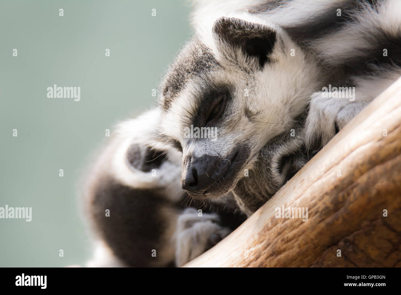 Nahaufnahme des dösenden Lemur cattas Stockfoto