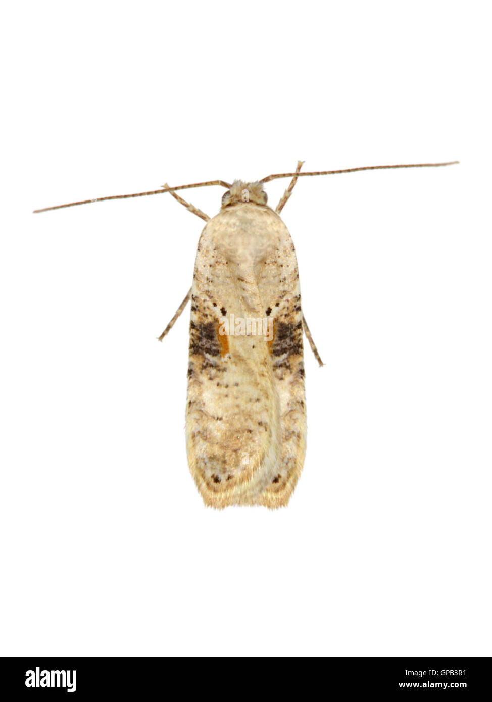 32.031 (0695) Agonopterix Alstromeriana Stockfoto