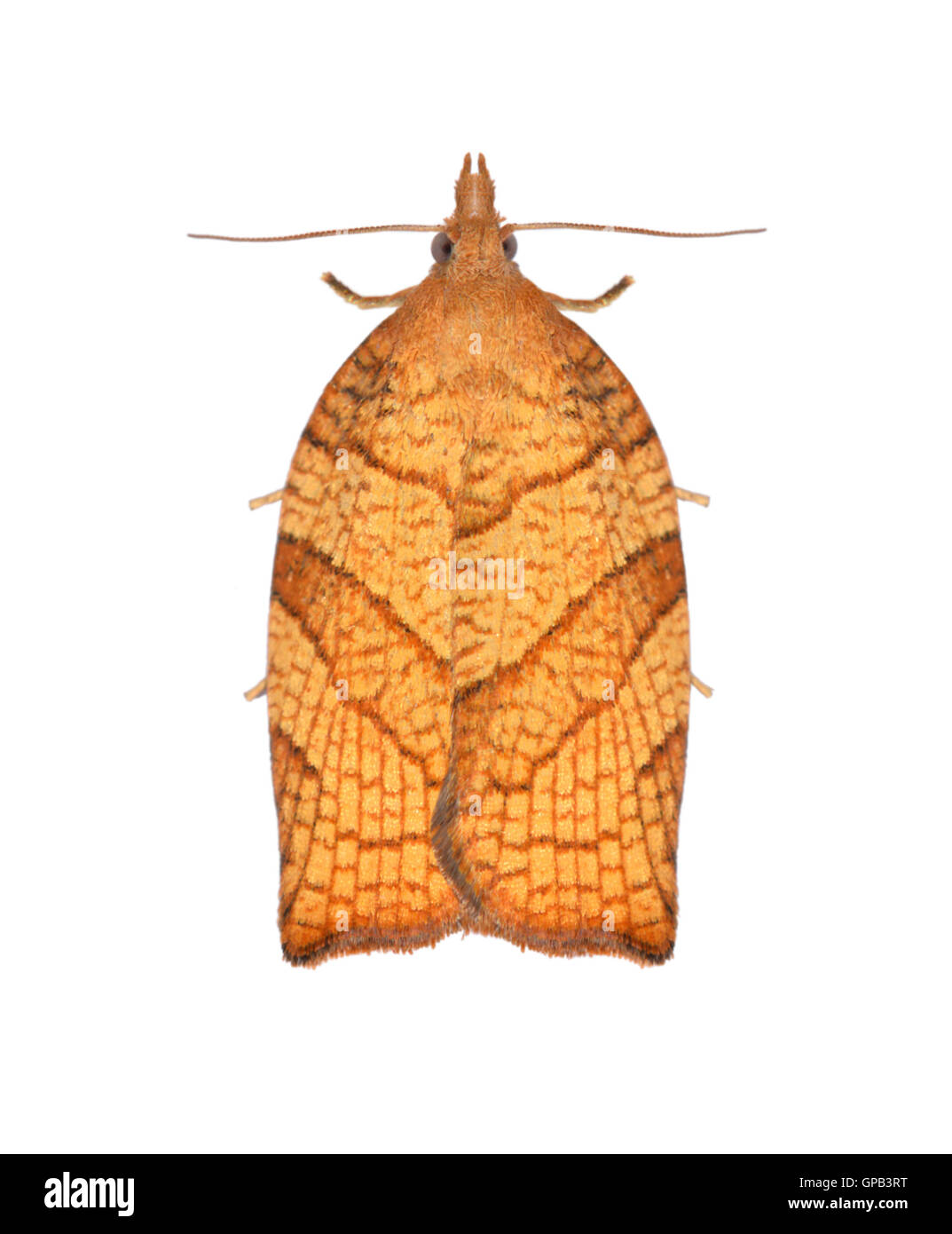 49.024 (0969) Chequered Obstbaum Tortrix - Pandemis Corylana Stockfoto