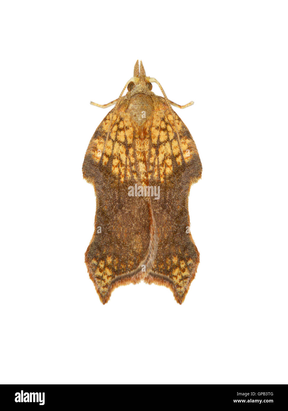 49.071 (1062) Acleris Emargana Stockfoto