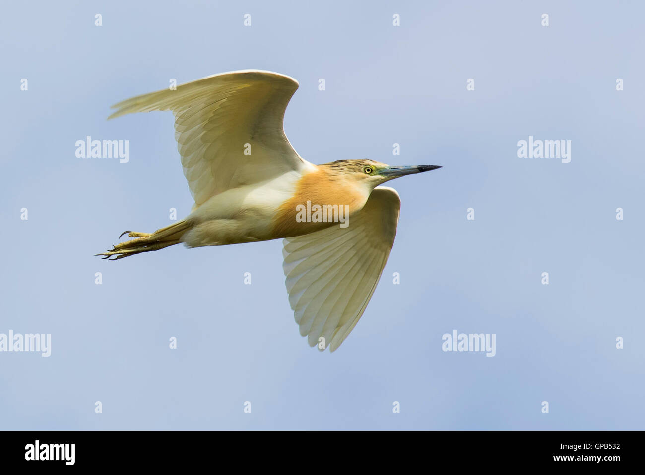 Rallenreiher im Flug Stockfoto