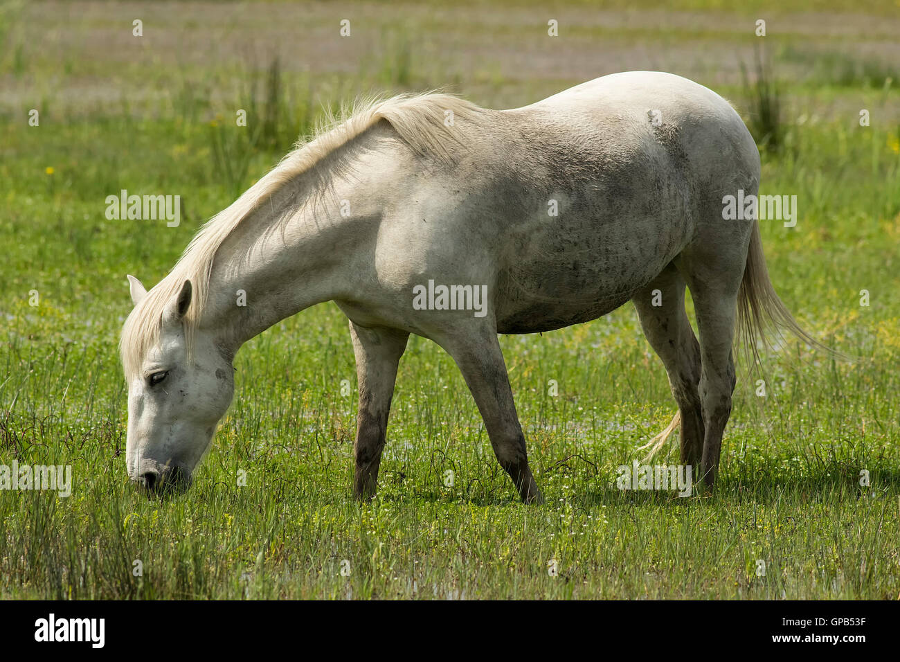 Wildes Pferd, Camargue Stockfoto